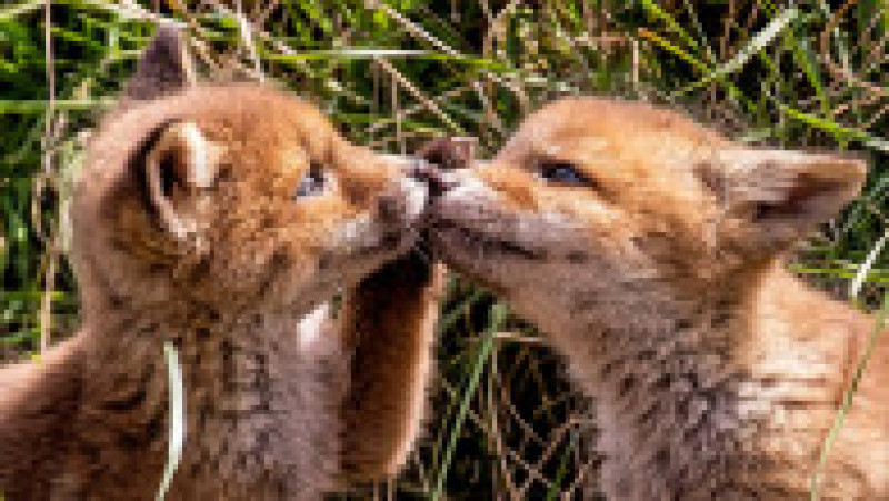Doi pui adorabili de vulpe s-au aventurat în afara vizuinii și au oferit un spectacol încântător FOTO: Profimedia Images | Poza 7 din 13