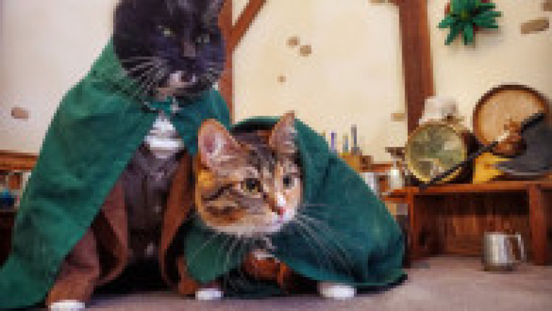 Pisici în costume cosplay. Sursa foto Profimedia Images | Poza 48 din 55