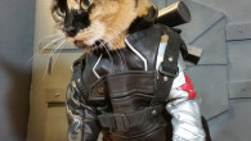 Pisici în costume cosplay. Sursa foto Profimedia Images | Poza 45 din 55