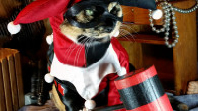 Pisici în costume cosplay. Sursa foto Profimedia Images | Poza 44 din 55