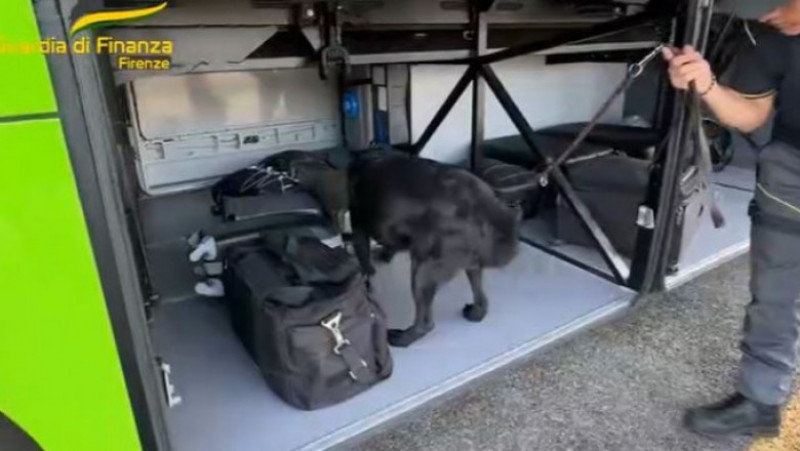 Elio, un labrador antifraudă, a găsit în bagajele unei femei peste 1 milion de euro, lângă Florența FOTO: captură video Twitter/ Guardia di Finanza