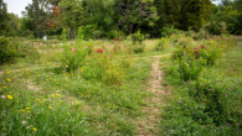 Grădina Botanică din București, august 2023 | Poza 9 din 68