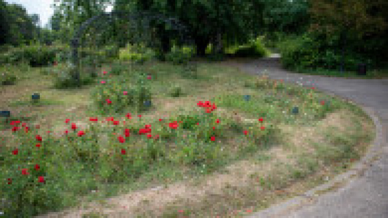 Grădina Botanică din București, august 2023 | Poza 58 din 68