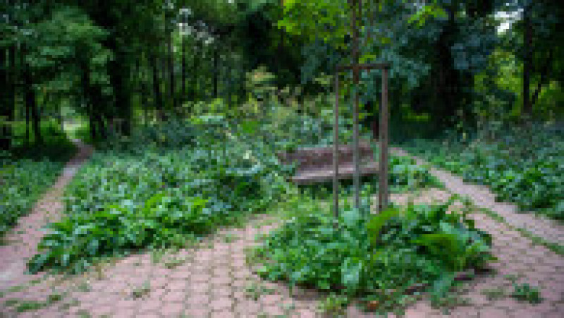 Grădina Botanică din București, august 2023 | Poza 25 din 68