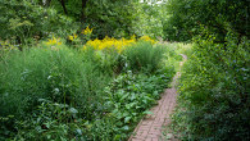 Grădina Botanică din București, august 2023 | Poza 26 din 68
