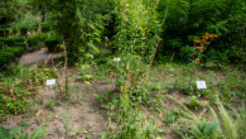Grădina Botanică din București, august 2023 | Poza 38 din 68