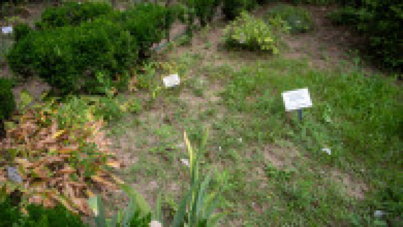 Grădina Botanică din București, august 2023 | Poza 39 din 68