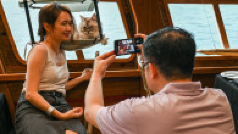 Stăpânii de pisici îşi pot duce animalele de companie pe croaziere luxoase, o ofertă turistică inedită în Singapore. Foto: Profimedia | Poza 4 din 14