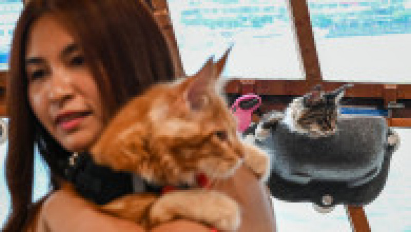Stăpânii de pisici îşi pot duce animalele de companie pe croaziere luxoase, o ofertă turistică inedită în Singapore. Foto: Profimedia | Poza 9 din 14