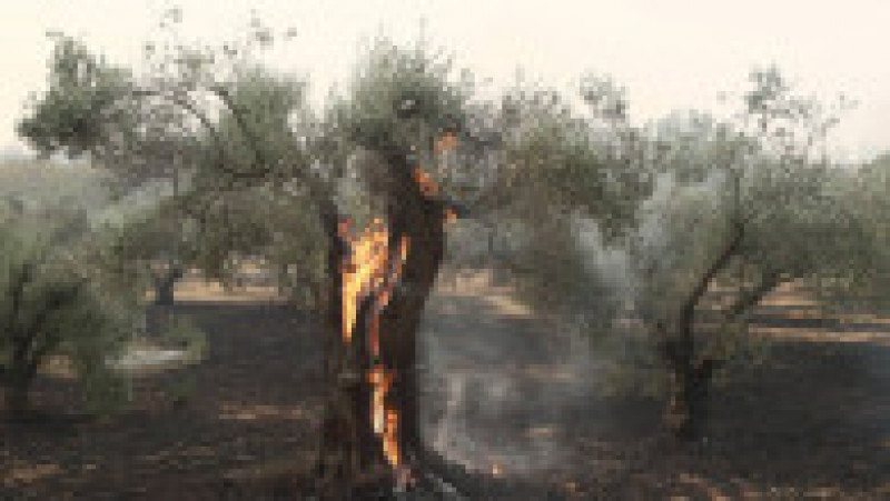 Incendiul de vegetaţie din nord-estul Greciei, care a început în apropiere de oraşul Alexandroupolis, este „cel mai mare înregistrat pe teritoriul european în ultimii ani”. FOTO: Profimedia Images | Poza 3 din 7