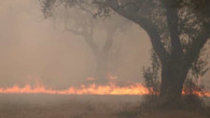 Incendiul de vegetaţie din nord-estul Greciei, care a început în apropiere de oraşul Alexandroupolis, este „cel mai mare înregistrat pe teritoriul european în ultimii ani”. FOTO: Profimedia Images | Poza 5 din 10