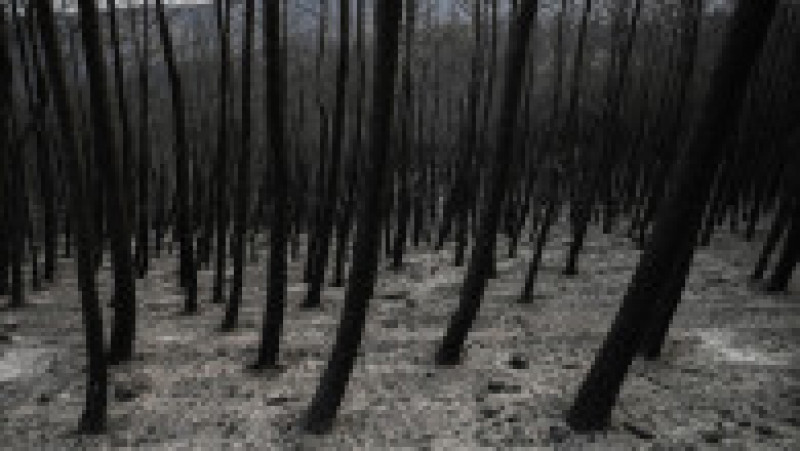 Incendiile din nordul Greciei au produs cel mai mare dezastru din UE. FOTO Profimedia Images | Poza 4 din 21