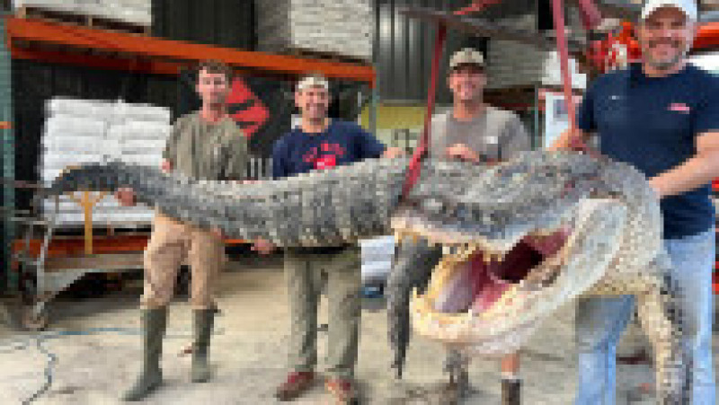 Vânătorii de crocodili din Mississippi au prins și ucis un aligator uriaș FOTO: Profimedia Images | Poza 3 din 4