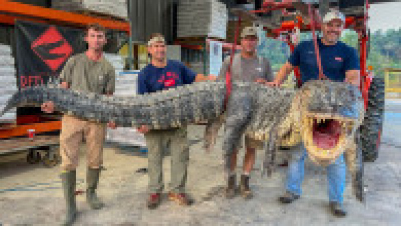 Vânătorii de crocodili din Mississippi au prins și ucis un aligator uriaș FOTO: Profimedia Images | Poza 4 din 4