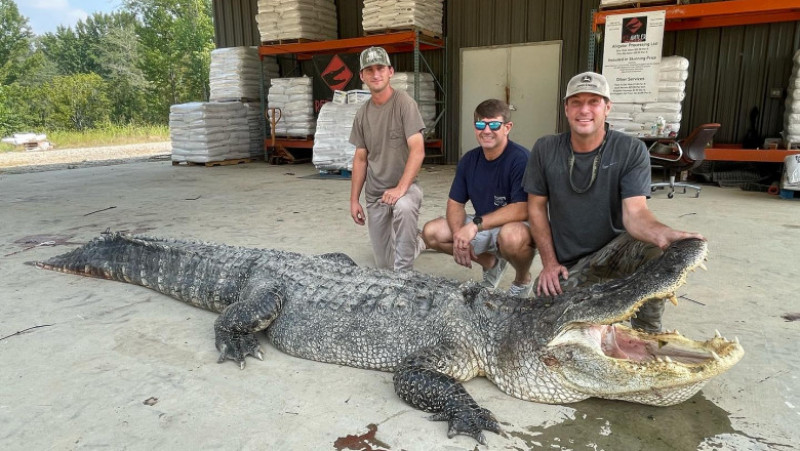 Vânătorii de crocodili din Mississippi au prins și ucis un aligator uriaș FOTO: Mississippi Wildlife, Fisheries, & Parks Foundation