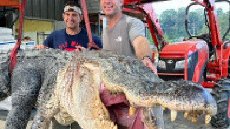 Vânătorii de crocodili din Mississippi au prins și ucis un aligator uriaș FOTO: Profimedia Images | Poza 2 din 4