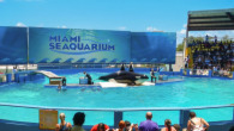Orca Lolita, cunoscută și ca Tokitae, la Miami Seaquarium. Foto: Profimedia | Poza 6 din 8