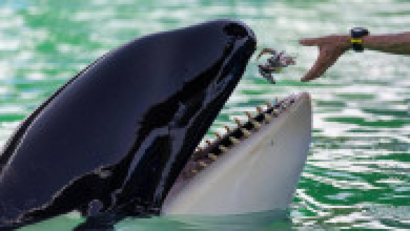 Orca Lolita, cunoscută și ca Tokitae, la Miami Seaquarium. Foto: Profimedia | Poza 8 din 8