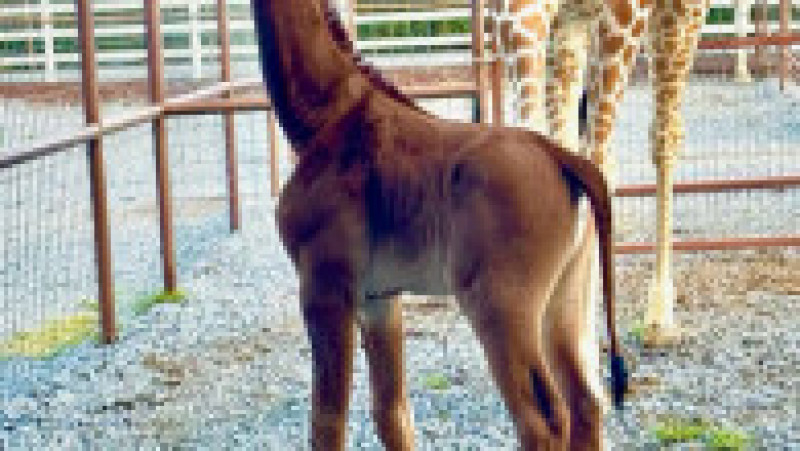 La un zoo din SUA s-a născut singura girafă fără pete din lume FOTO: Profimedia Images | Poza 3 din 3