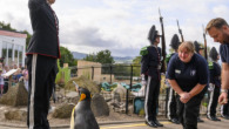 Pinguinul Sir Nils Olav, mascota Gărzii Regale Norvegiene, este acum cel mai decorat pinguin din lume. FOTO: Profimedia Images | Poza 2 din 6