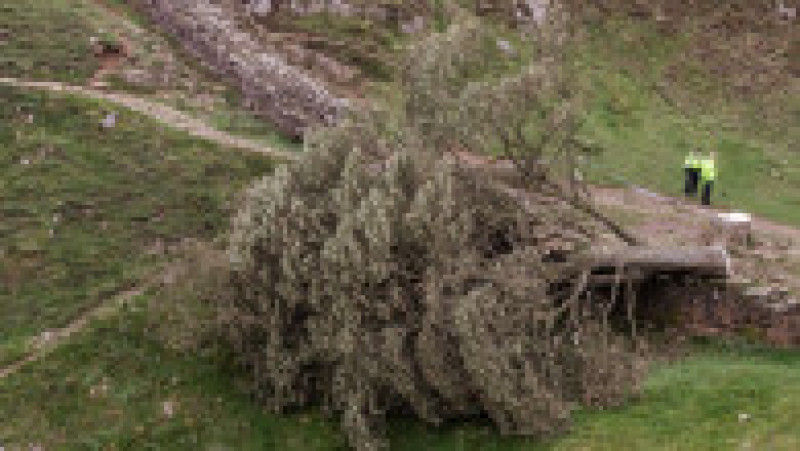 Doborârea arborelui Sycamore Gap, izolat între două dealuri într-un peisaj spectaculos din nordul Angliei, a creat un val de consternare şi indignare în Regatul Unit. FOTO: Profimedia Images | Poza 3 din 10