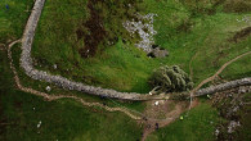 Doborârea arborelui Sycamore Gap, izolat între două dealuri într-un peisaj spectaculos din nordul Angliei, a creat un val de consternare şi indignare în Regatul Unit. FOTO: Profimedia Images | Poza 6 din 10