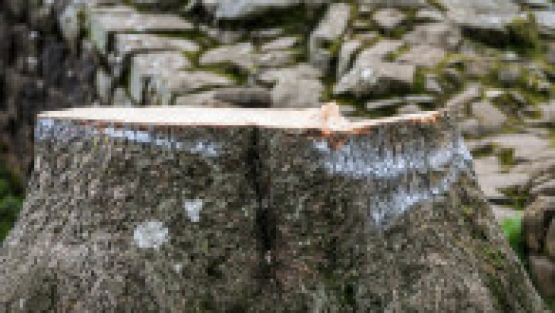 Doborârea arborelui Sycamore Gap, izolat între două dealuri într-un peisaj spectaculos din nordul Angliei, a creat un val de consternare şi indignare în Regatul Unit. FOTO: Profimedia Images | Poza 7 din 10