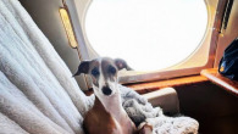 Un serviciu de zbor exclusivist pentru bogații care vor să călătorească în avion cu câinii lor a fost lansat pe ruta Dubai-Londra. FOTO: Facebook K9 Jets | Poza 16 din 16