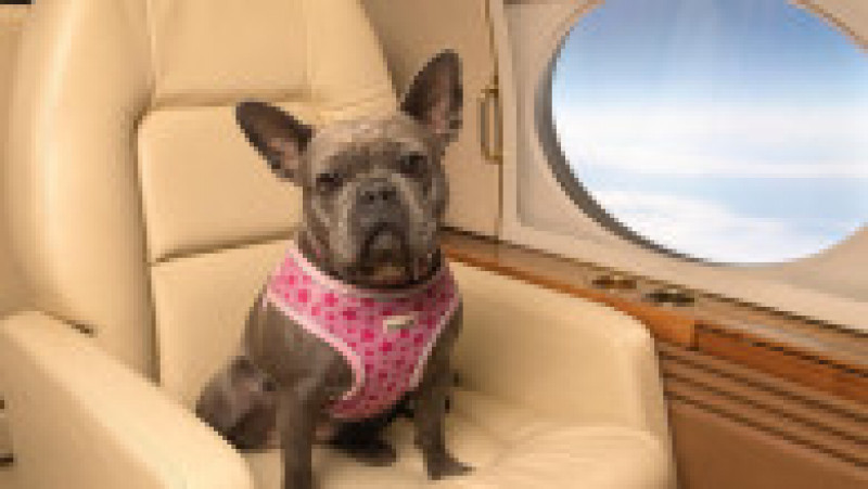 Un serviciu de zbor exclusivist pentru bogații care vor să călătorească în avion cu câinii lor a fost lansat pe ruta Dubai-Londra. FOTO: Facebook K9 Jets | Poza 4 din 16