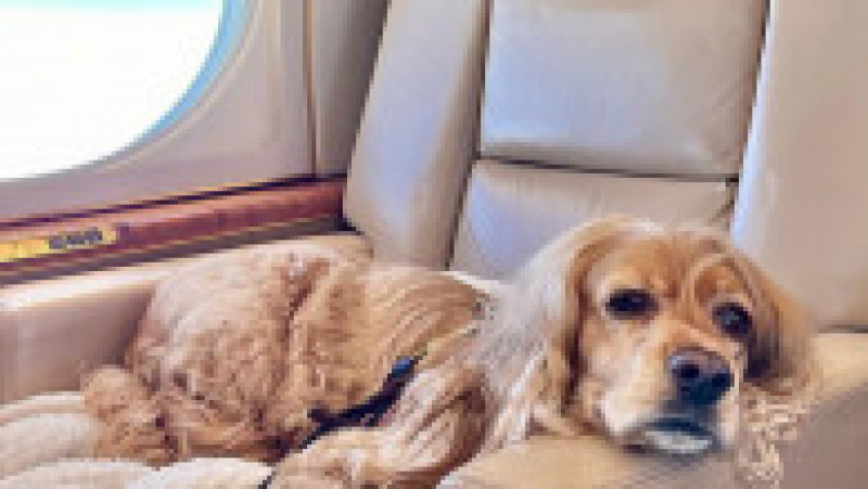 Un serviciu de zbor exclusivist pentru bogații care vor să călătorească în avion cu câinii lor a fost lansat pe ruta Dubai-Londra. FOTO: Facebook K9 Jets | Poza 11 din 16
