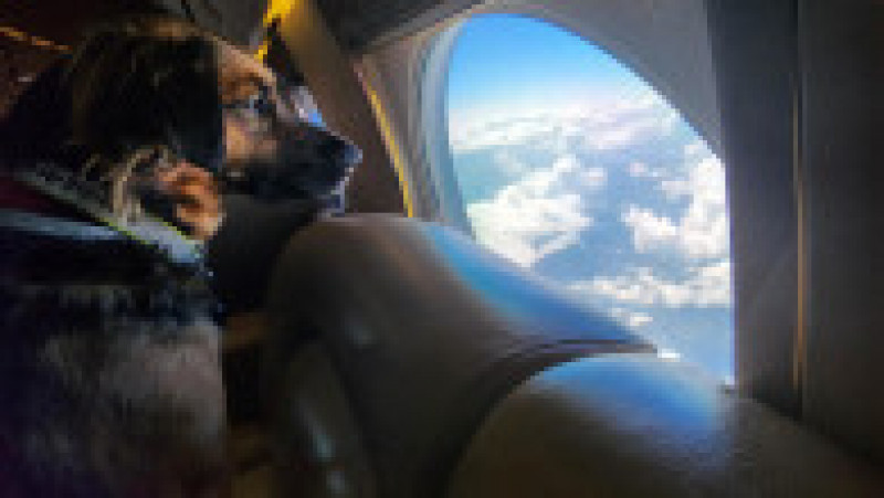 Un serviciu de zbor exclusivist pentru bogații care vor să călătorească în avion cu câinii lor a fost lansat pe ruta Dubai-Londra. FOTO: Facebook K9 Jets | Poza 8 din 16