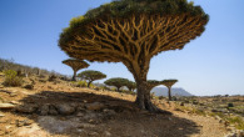 Numele arborilor „Sângele dragonului” din arhipelagul Socotra, Yemen, vine de la seva de culoarea sângelui produsă de acești copaci. Foto: Profimedia Images | Poza 33 din 41