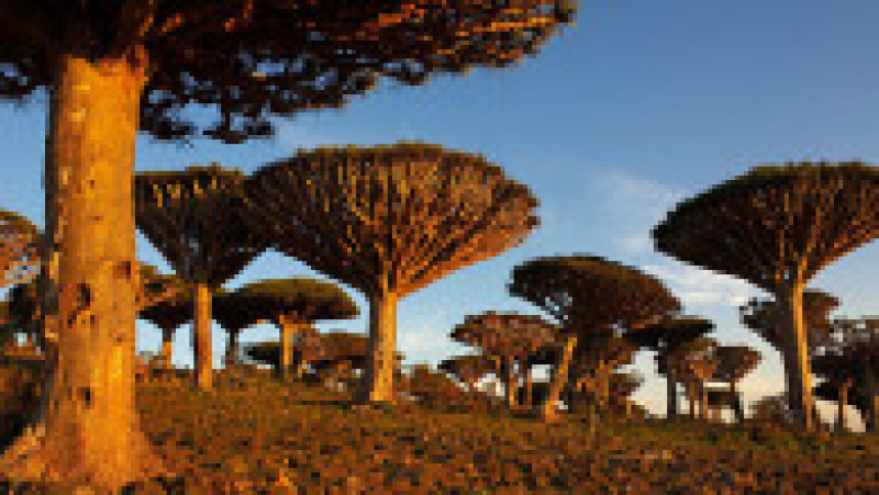 Numele arborilor „Sângele dragonului” din arhipelagul Socotra, Yemen, vine de la seva de culoarea sângelui produsă de acești copaci. Foto: Profimedia Images | Poza 34 din 41