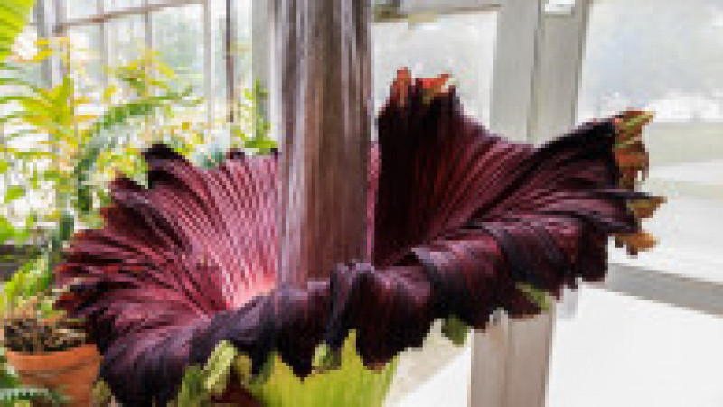  Rafflesia, floarea care emană un miros puternic de carne putredă, este pe cale de dispariție, din cauza distrugerii habitatelor forestiere FOTO: Profimedia Images | Poza 3 din 24