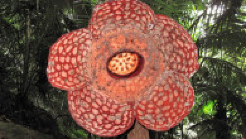 Rafflesia, floarea care emană un miros puternic de carne putredă, este pe cale de dispariție, din cauza distrugerii habitatelor forestiere FOTO: Profimedia Images | Poza 12 din 24