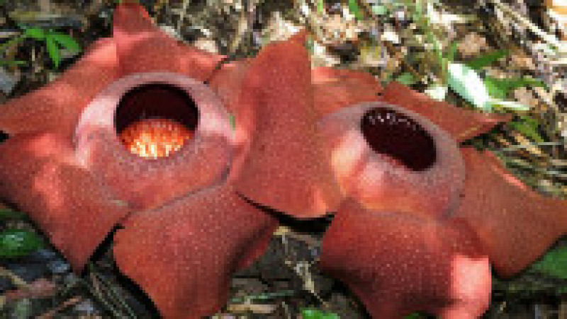  Rafflesia, floarea care emană un miros puternic de carne putredă, este pe cale de dispariție, din cauza distrugerii habitatelor forestiere FOTO: Profimedia Images | Poza 15 din 24