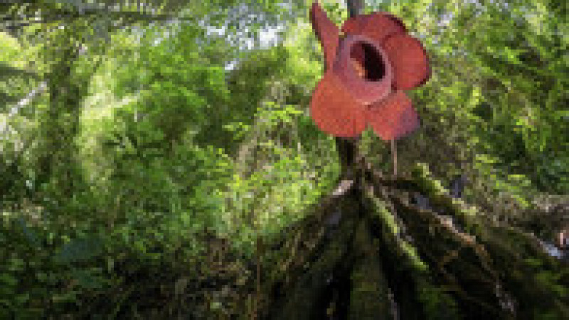  Rafflesia, floarea care emană un miros puternic de carne putredă, este pe cale de dispariție, din cauza distrugerii habitatelor forestiere FOTO: Profimedia Images | Poza 16 din 24