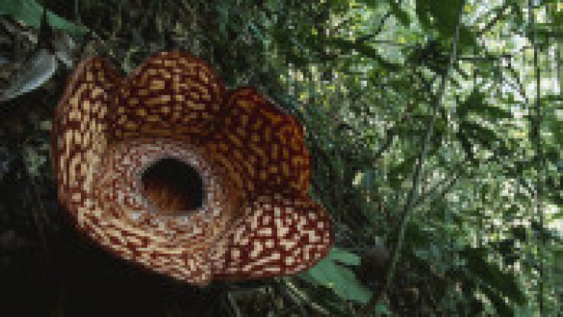  Rafflesia, floarea care emană un miros puternic de carne putredă, este pe cale de dispariție, din cauza distrugerii habitatelor forestiere FOTO: Profimedia Images | Poza 21 din 24