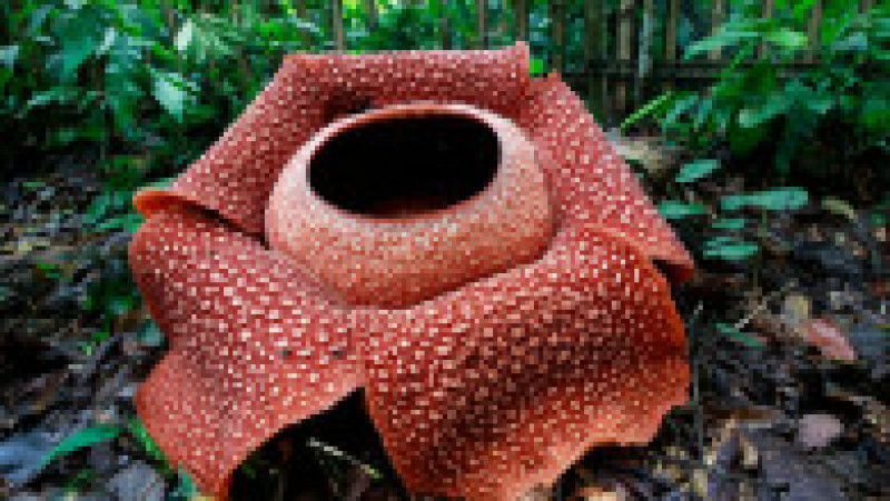  Rafflesia, floarea care emană un miros puternic de carne putredă, este pe cale de dispariție, din cauza distrugerii habitatelor forestiere FOTO: Profimedia Images | Poza 22 din 24