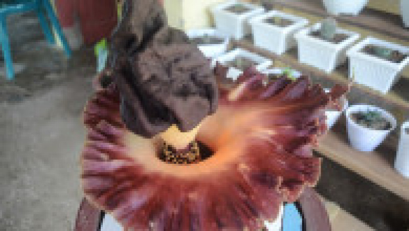  Rafflesia, floarea care emană un miros puternic de carne putredă, este pe cale de dispariție, din cauza distrugerii habitatelor forestiere FOTO: Profimedia Images | Poza 23 din 24