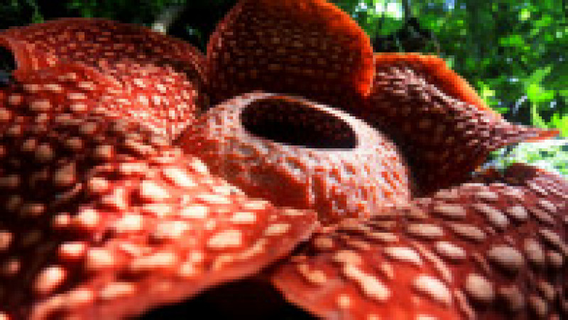  Rafflesia, floarea care emană un miros puternic de carne putredă, este pe cale de dispariție, din cauza distrugerii habitatelor forestiere FOTO: Profimedia Images | Poza 20 din 24