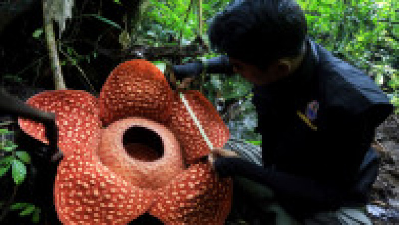 Rafflesia, floarea care emană un miros puternic de carne putredă, este pe cale de dispariție, din cauza distrugerii habitatelor forestiere FOTO: Profimedia Images | Poza 17 din 24