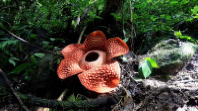  Rafflesia, floarea care emană un miros puternic de carne putredă, este pe cale de dispariție, din cauza distrugerii habitatelor forestiere FOTO: Profimedia Images | Poza 18 din 24