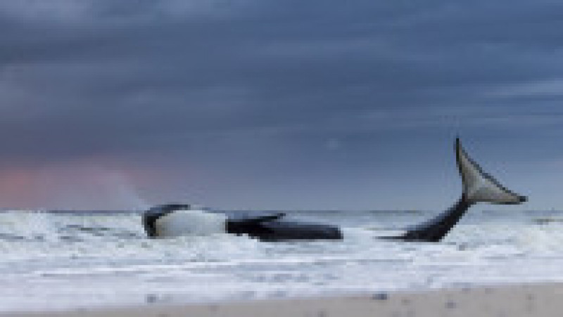 În „Ultima suflare” Lennart Verheuvel arată ultimele momente din viața unei balene ucigașe eșuate pe o plajă din Olanda. Mai târziu s-a descoperit că animalul era foarte subnutrit și bolnav. Foto: Profimedia Images | Poza 4 din 14