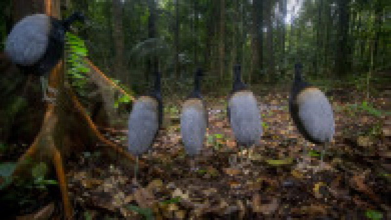 Cinci trompetari cu aripi gri (Psophia crepitans) stau nemișcați în timp ce un șarpe boa se strecoară prin apropiere. Hadrien Lalague a surprins imaginea cu o cameră foto cu senzor de mișcare într-o pădure din Guiana Franceză. Foto: Profimedia Images | Poza 7 din 14