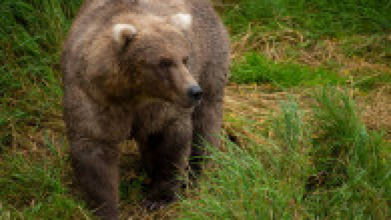 Femela 128 Grazer, desemnată cel mai gras urs brun din Alaska, în 2021. Sursa foto: Profimedia Images | Poza 3 din 9