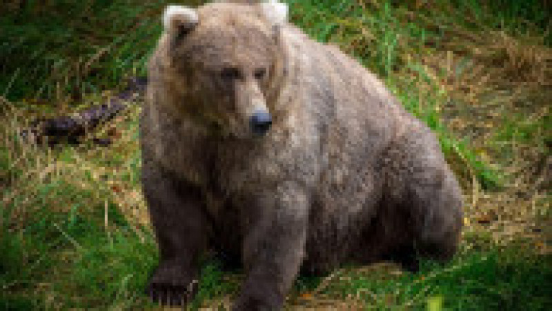 Femela 128 Grazer, desemnată cel mai gras urs brun din Alaska, în 2021. Sursa foto: Profimedia Images | Poza 4 din 9