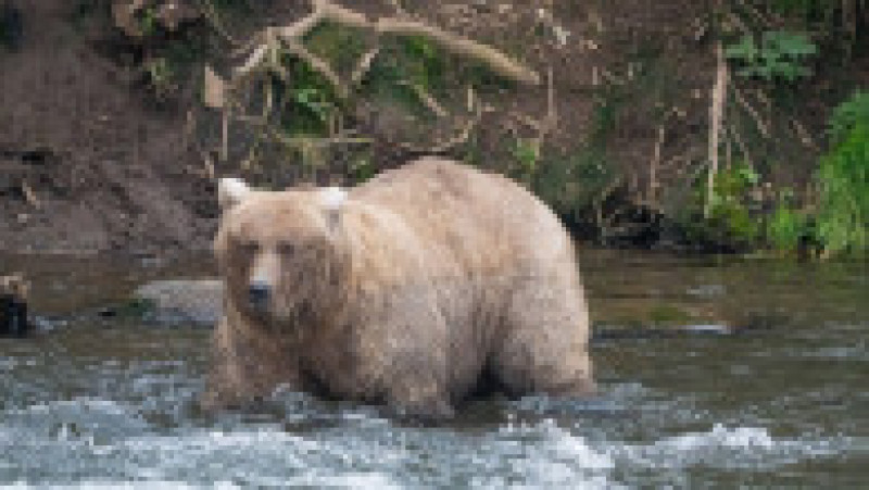 Femela 128 Grazer, desemnată cel mai gras urs brun din Alaska. Sursa foto: Profimedia Images | Poza 5 din 9