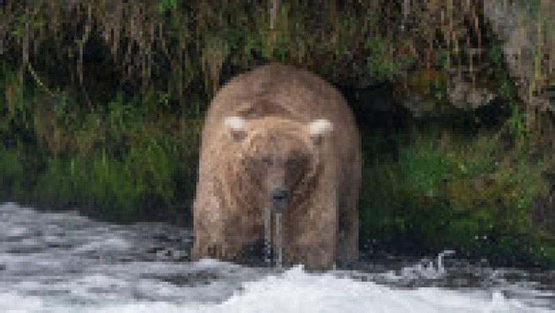 Femela 128 Grazer, desemnată cel mai gras urs brun din Alaska. Sursa foto: Profimedia Images | Poza 1 din 9