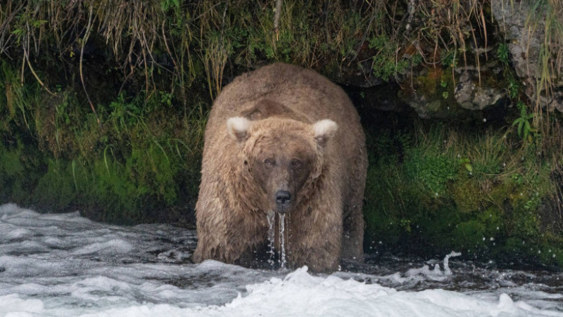 Femela 128 Grazer, desemnată cel mai gras urs brun din Alaska. Sursa foto: Profimedia Images